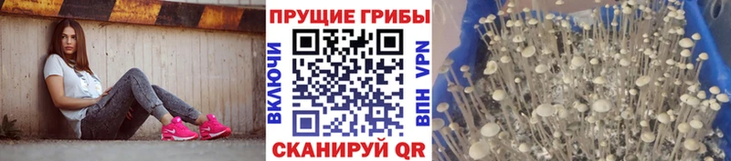 что такое наркотик  Кологрив  Галлюциногенные грибы GOLDEN TEACHER 